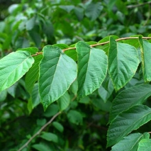 Corylus chinensis