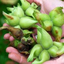 Corylus chinensis