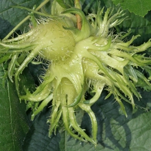 Corylus colurna 