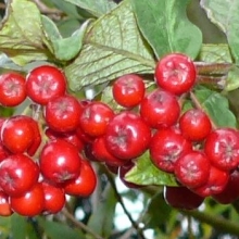 Cotoneaster bullatus 10 db-os sövényakció!