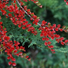 Cotoneaster horizontalis 6 db kont akciós csomag!