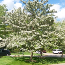 Crataegus viridis `Winter King`