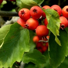 Crataegus pedicellata (Syn.: Crataegus coccinea) 5 db-os Csomag!