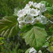 Crataegus pedicellata (Syn.: Crataegus coccinea) 5 db-os Csomag!