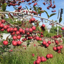 Crataegus viridis `Winter King`