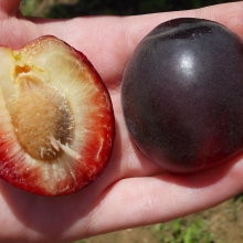 Prunus `Cserikajszi`