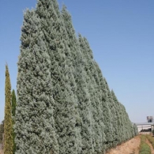 Cupressus arizonica 50 db!