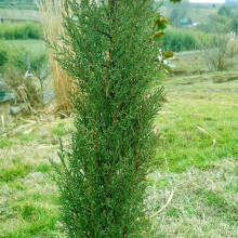 Cupressus sempervirens 'Magyar télálló oszlopos szelekció'