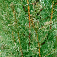 Cupressus sempervirens 'Magyar télálló oszlopos szelekció'