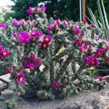 Cylindropuntia imbricata 10 db!