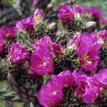 Cylindropuntia imbricata 10 db!