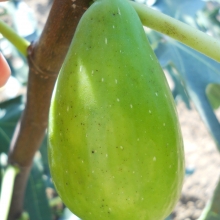 Ficus carica: 'Szabados ujjas füge'