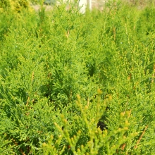 Thuja occidentalis `Smaragd F0`