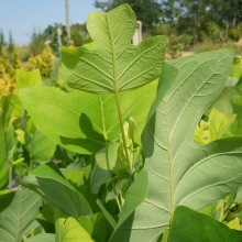 Liriodendron tulipifera, K8