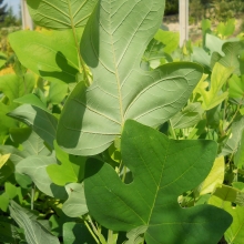 Liriodendron tulipifera, K8