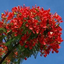 Delonix regia 