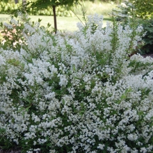 Deutzia gracilis 25 db-os Sövényakció!