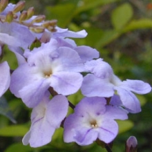 Duranta erecta `Variegata Aurea`