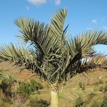 Dypsis decipiens