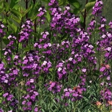 Erysimum linifolium `Bowles Purple`