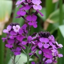 Erysimum linifolium `Bowles Purple`