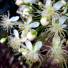 Eugenia uniflora