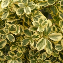 Euonymus fortunei `Canadale Gold`