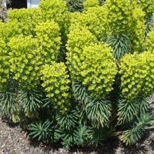 Euphorbia characias ssp. wulfenii