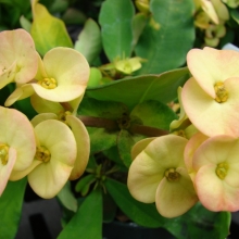 Euphorbia milii