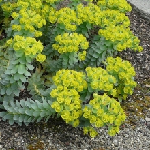 Euphorbia myrsinites