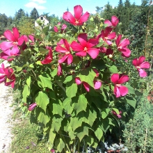 Hibiscus moscheutos - piros