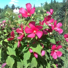 Hibiscus moscheutos - piros