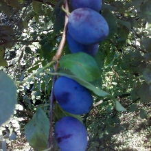 Prunus domestica 'Donátusi'