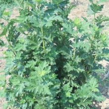 Ficus afghanistanica