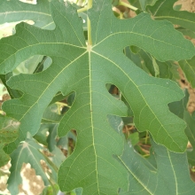 Ficus carica 'Zucchetto'