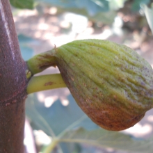 Ficus carica 'Zucchetto'