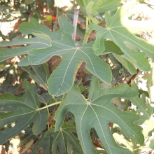 Ficus carica 'Zucchetto'