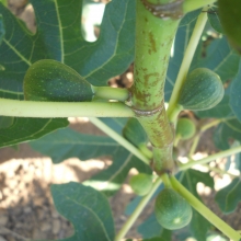 Ficus carica ' Fiorone'