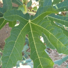 Ficus carica ' Fiorone'