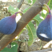 Ficus carica 'Sementino'