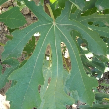 Ficus carica 'Sementino'