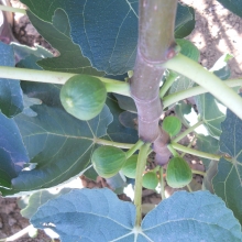 Ficus carica 'Troiano'