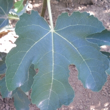 Ficus carica 'Troiano'