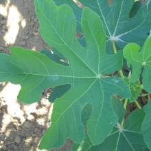 Ficus carica `Rosso di Trani`