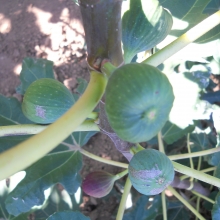 Ficus carica `Rosso di Trani`