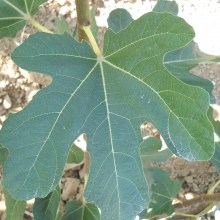 Ficus carica 'San Piero Pagni'