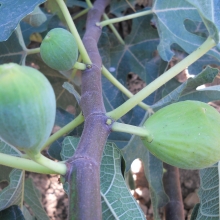 Ficus carica 'Donicale'