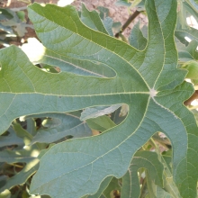 Ficus carica 'Donicale'