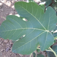 Ficus carica `Verdino`