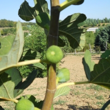 Ficus carica 'Gentile Bianco'